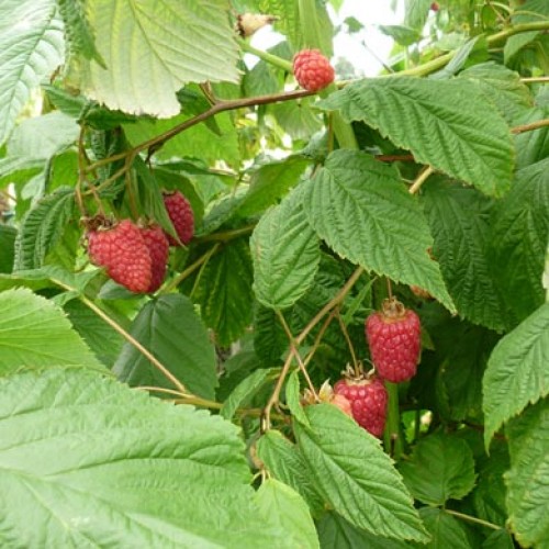 Raspberry 40 Canes Bareroot  | ScotPlants Direct